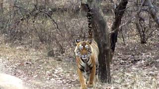 Ranthambore tiger  T24 USTAD wwwroaringtigerin [upl. by Haneehs633]