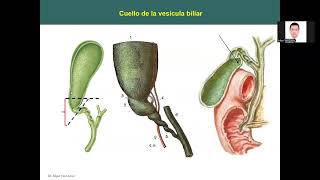 SISTEMA DIGESTIVO CLASE 12 [upl. by Heigl366]