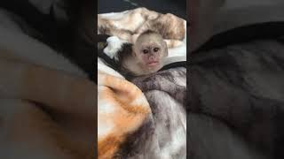 Funny baby white faced capuchin monkey discussin it [upl. by Waylin]