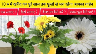 Gerbera plant full details  how to grow gerbera plant Tipscare about gerbera plant [upl. by Adnohsel]