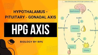 HPG Axis  Human Reproduction class12biology [upl. by Hcardahs133]