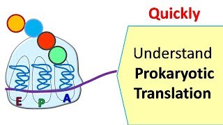 Translation in prokaryotes  Protein synthesis in prokaryotes [upl. by Pontius]