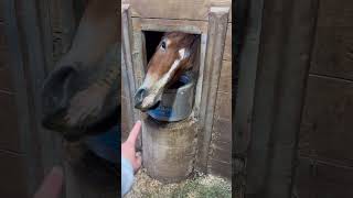 Curious Baby Horse horse equestrian [upl. by Georgetta]