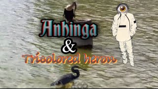 Anhinga and Tricolored Heron [upl. by Artemisa]