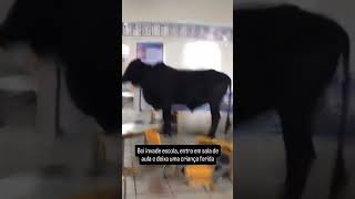 Boi invade escola e uma criança fica ferida boiinvadeescola caratinga animal criançaferida [upl. by Iretak691]