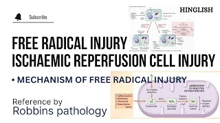 Ischaemic Reperfusion cell Injury  Free Radicals Mediated Cell Injury  Pathology  KTC MBBS [upl. by Enia769]