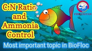 CN Ratio and Ammonia Control in BioFloc BioFloc fish farming [upl. by Ahsinut]