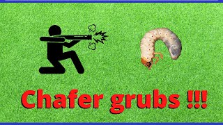 Chafer grubs in lawns [upl. by Gelhar]