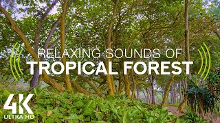 8HRS Birds Songs and Cicadas Sounds for Relaxing or Deep Sleep  Tropical Island Forest 4K  Part 1 [upl. by Grindlay]