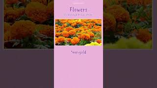 Which Flower is this English Vocabulary Builder [upl. by Ycniuqed]