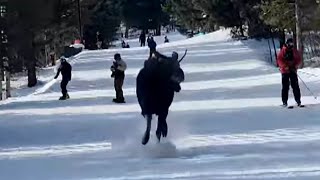 Massive Moose Chases Skiers Going Down Slope [upl. by Towne]