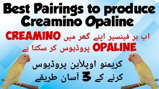 How to produce Creamino Opaline from cheap birds  Best Pairings to Produce Creamino Opaline [upl. by Eniloj41]