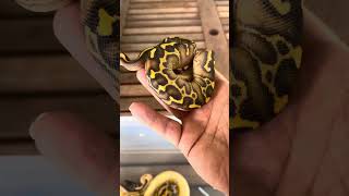 Some New Projects ballpython reptiles snake [upl. by Ibbor]