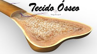 Tecido Ósseo [upl. by Greenquist]