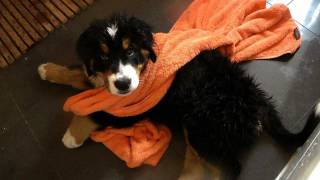 Berner Hundebaby erstes Bad  Video Tagebuch Teil 4 [upl. by Violeta]