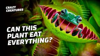 What Is the Weirdest Thing a Venus Flytrap Eats [upl. by Studner]