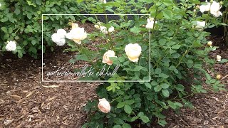 Rose Wollerton Old Hall  David Austin  Rosenvideo  gartenfein HD [upl. by Tillo]