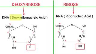 RIBOSE vs DEOXYRIBOSE Sugar [upl. by Ialohcin]