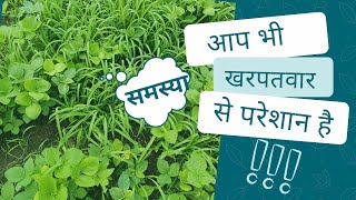 सोयाबीन खरतवार  सांवाबट्टे चारा घास की दवाई  कनोरा स्वाल  सेंचुरियन UPLfarming weedcontrol [upl. by Aili]