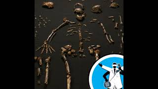 Where did Homo naledi come from [upl. by Yelloh366]