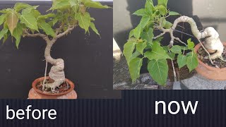 bonsai restyling [upl. by Anyad]