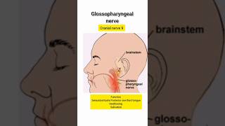 Glossopharyngeal nerve cranialnerves subscribeformorevideos [upl. by Culley874]