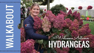 Fall Hydrangea Update End of Season Care [upl. by Nuarb]