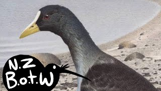 Chatham Island coot  New Zealand Bird of the Week [upl. by Norvun]