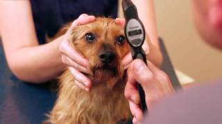 Louis Laratta DVM DACVO measuring dogs eye pressure using the TONOVET tonometer [upl. by Garry]