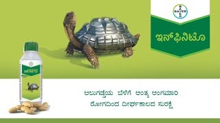 Infinito for Late Blight disease management  Kannada ಕನ್ನಡ [upl. by Ecnedurp593]