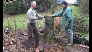 Déraciner un arbre sur votre potager  UnPotagerBiofr [upl. by Selim477]