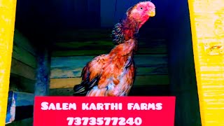 orginal kilimooku chicks 1jodi available age 15days chicks [upl. by Lozano]