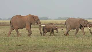 Safari in Tanzania Great Migration in the Serengeti With Tracks of Africa Safari Adventure [upl. by Earezed]