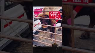 Mo the Bison  Bison at Fort Worth Stock Show amp Rodeo 2024  Texas Buffalo at FWSSR  Mo the bison [upl. by Sirotek941]