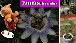 Come SEMINARE la PASSIFLORA  Fiore e Frutto della Passione [upl. by Wernda640]