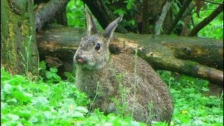 Conigli selvatici  Wild European Rabbits [upl. by Yttiy]