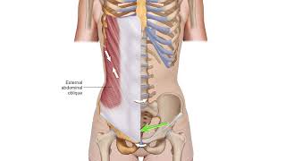 External Abdominal Oblique Muscle Attachment Drawn Illustration Video [upl. by Nirrek]