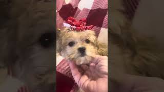 Pumpkin Female Morkie video 111524 [upl. by Raddatz]