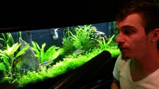 8 Aquascaping101 [upl. by Eatnwahs]