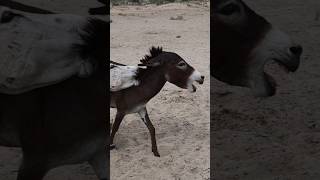 youtubeshorts animals funnyanimals [upl. by Holds]