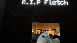 Rest in peace Fletch… VR video [upl. by Beyer600]