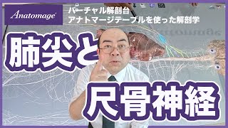 【解剖学 肺尖と尺骨神経】バーチャル解剖台 アナトマージテーブルを使った解剖学 [upl. by Esirrehc]