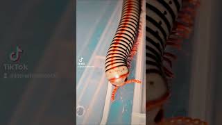 Rainbow Millipede 🌈 inverts millipedes millipede myriapoda pets pet nature animals colors [upl. by Witcher263]