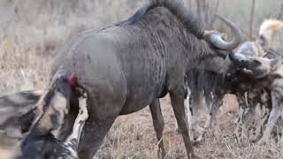 Wild dogs eat wildebeest and buffalo testicles animalkingdom animals [upl. by Suoiluj109]