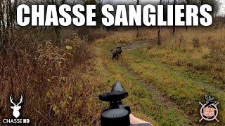 CHASSE AUX SANGLIERS EN BATTUE  COMPAGNIES ET GROS MÂLE [upl. by Torr]