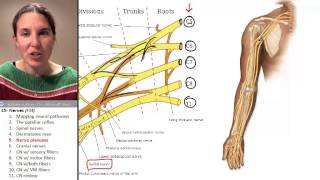 Nerves 5 Nerve Plexuses [upl. by Ezirtaeb107]