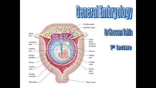 1st Lecture Gametogenesis and Fertilization [upl. by Dulciana]