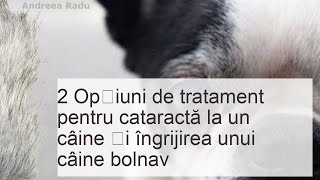 Cataracta la câini tratament cu picături și intervenție chirurgicală [upl. by Rosco]