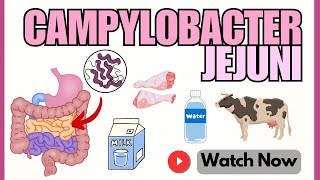 Campylobacter jejuni Insights into Pathogenesis amp Virulence Factors  Microbiology 101 Animation [upl. by Winchester]