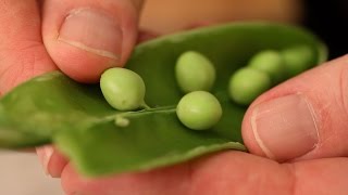 Getting to know the difference between Sugar snap and English peas [upl. by Hacceber393]